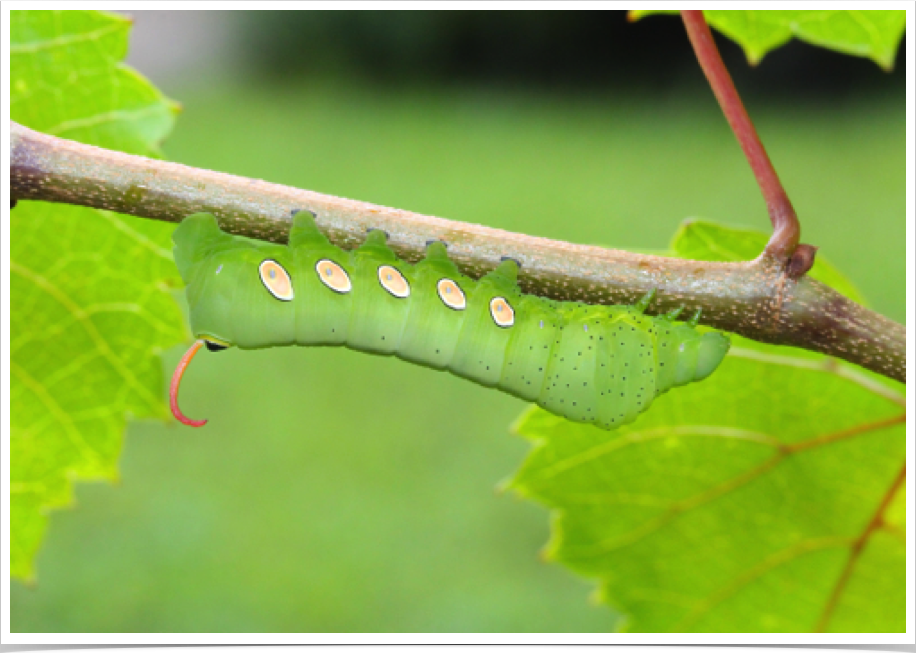 Pandorus Sphinx on Grapevine
Eumorpha pandorus
Bibb County, Alabama